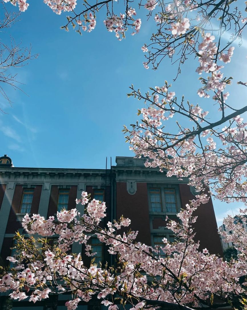 桜の花越しに見える名古屋市役所の建物と青空