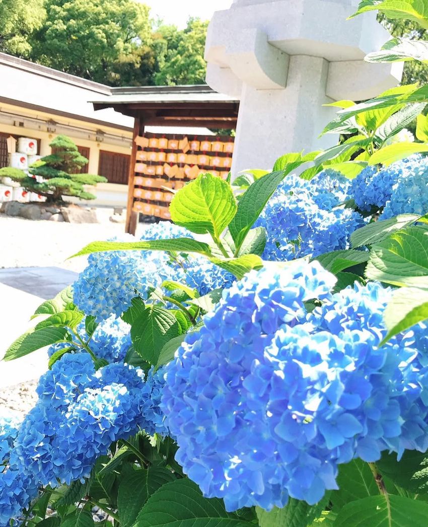 神社の境内に咲く青い紫陽花と絵馬
